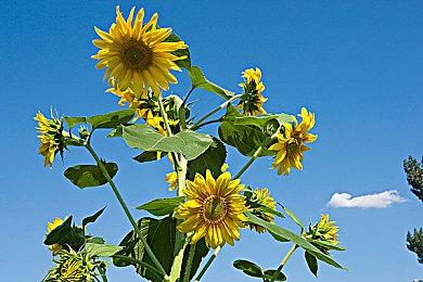 GOG喜加一：《美丽的忧伤》本周末免费领取