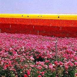 实现公平匹配！《索尼克赛车：交叉世界》力克跨平台联机难题